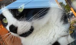 Featured image of post Observation